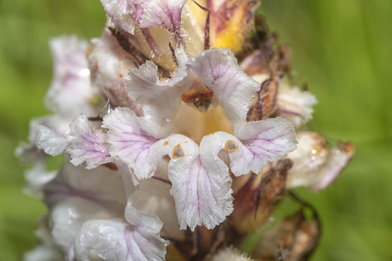 L''orobanche, la pianta strozza-legumi
